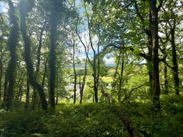 Forest overlooking the site