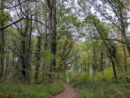 Stunning woodland walk