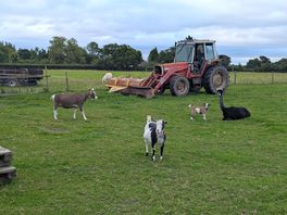 Animals on the farm