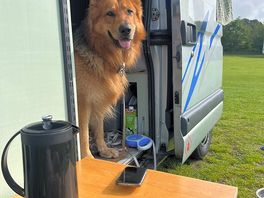 Rex - ready for his next walk