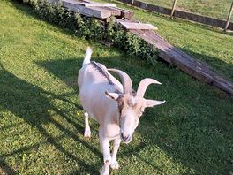 The farm has goats