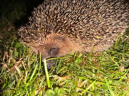 Hedgehog at our pitch