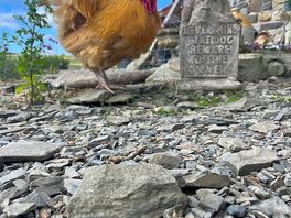 Wild roamingchicken