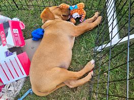 Our puppy boe relaxing at brocklands farm.