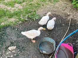 Ducks on site