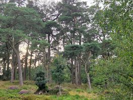 Forest behind