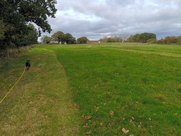 Dog walking field