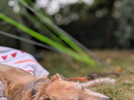 Snoozing by the tent in the shade