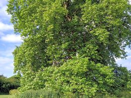 Laleham park
