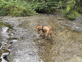 Milo enjoying the river