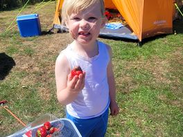 Strawberries in the sunshine