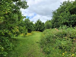 Dog walk on site