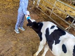 Calf feeding