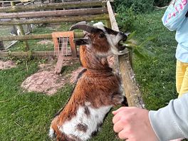 Feeding