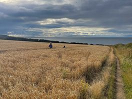 Field down to sea