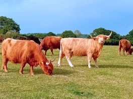 Watchful neighbours