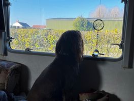 Cooper enjoying the view