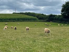 The neighbours