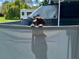 Nosey pointer!