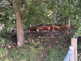 Pigs on the farm