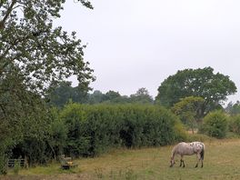 Picture of horse early in the morning