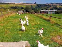 Funny little chickens