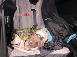 Sleepy pooch
