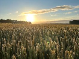 Sunrise over the fields