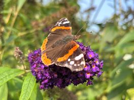 A red admiral