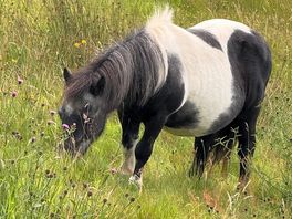 A horse 😂