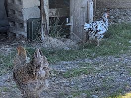 Our neighbours