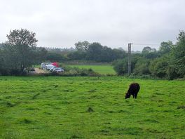 The site fom a neighbouring field with lincoln red cattle.
