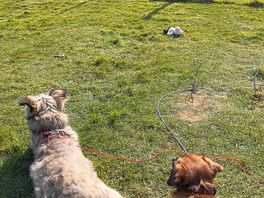 Surveying their manor!