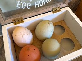 Chicken and duck eggs
