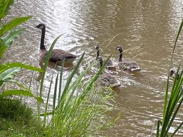 Plenty of ducks and geese