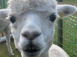 Friendly alpacas