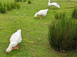 Geese near the pond
