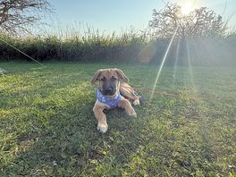 Our dog violet waiting for us to set up the tent ⛺️