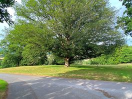 Prince’s tree