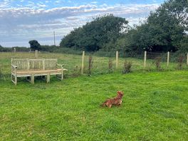 Dog walking field on campsite.