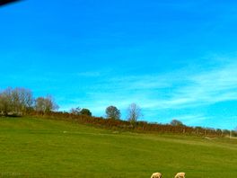The sheep that are part of the farm