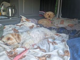 Two very sleepy dogs after a day at the beach