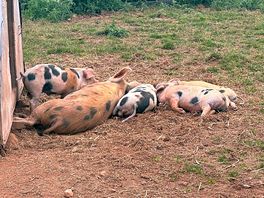 Little piggies