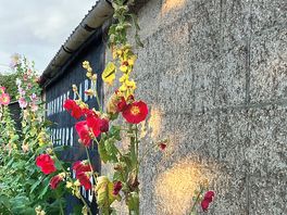 Hollyhocks