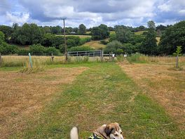 On site with the dog