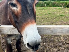 Donkey