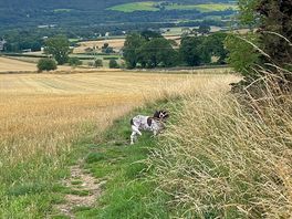 Lovely dog walking path