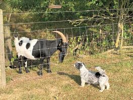 One of the goats meeting lottie