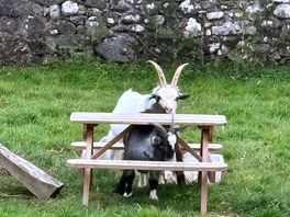 Goats next to pitches