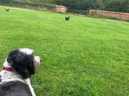 Barney enjoying the peace and tranquility at grove farm